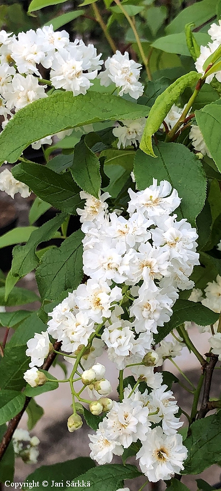 Prunus padus 'Anne', korutuomi